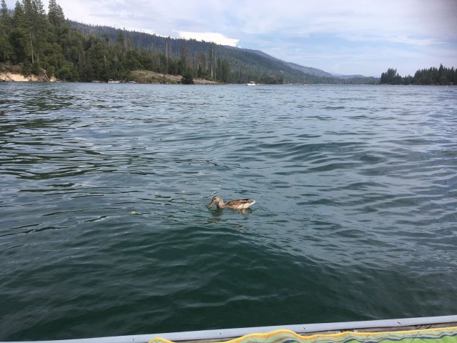 ducks